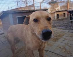 We have been proudly hand making pizza since 1961. Gino Prodog Romania E V