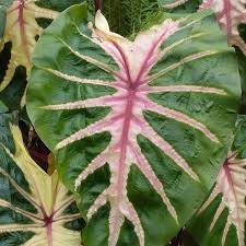 Image result for Colocasia