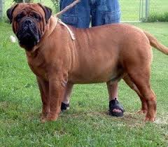 Look at pictures of bullmastiff puppies who need a home. Red Bull Mastiff Red Bullmastiff Puppies Picture Bull Mastiff Bull Mastiff Dogs Bull Mastiff Puppies