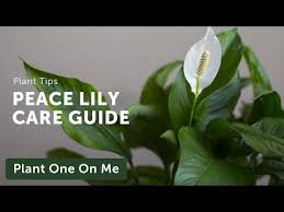 Check spelling or type a new query. Ultimate Spathiphyllum Peace Lily Care Guide Ep 205 Laptrinhx News