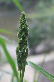 Image result for Echinochloa frumentacea