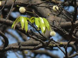 Image result for Xylia torreana