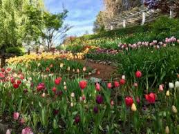 Turn right into white cloud and take the right fork to the campground. Vacation Rentals Retreats Camping Archives Nevada City California