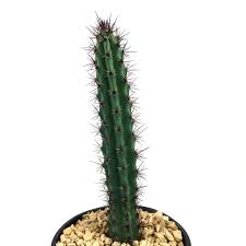 Image result for Pycreus aethiops