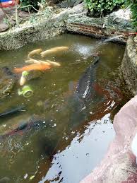 Kolam tanah cenderung tidak memerlukan perawatan yang signifikan dan masa pakai yang sangat lama. Kolam Ikan Air Tawar Infoakuakultur Com