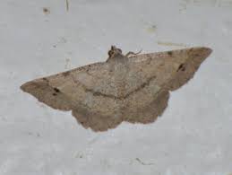 Image result for Stipularia