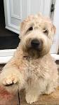 Soft-Coated Wheaten Terrier Puppies for Sale | Greenfield ...