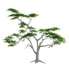 What is acacia wood in the bible. What Is The Significance Of Acacia Wood In The Bible Drtoddshupe Com