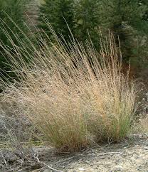 Image result for Eschenbachia gouanii