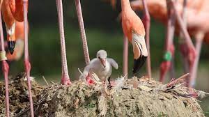 Sylvan heights bird park, home to the worlds largest collection of waterfowl, is a nonprofit organization dedicated to conservation, education, research and wholesome outdoor fun. Sylvan Heights Bird Park