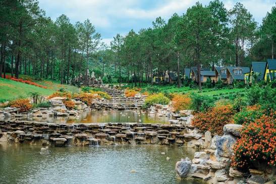Rừng th&ocirc;ng Bản &Aacute;ng - Kh&ocirc;ng gian trong l&agrave;nh nằm giữa n&uacute;i rừng T&acirc;y Bắc