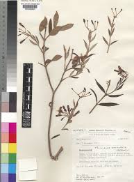 Image result for Pleioceras