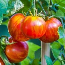 Graines Tomate Tigrella Bicolore Graine De Tomate Tomates Tomates Farcies