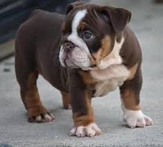 English (us) · español · português (brasil) · français (france) · deutsch. For Sale Bulldog Olde English Bulldogge Bulldog Lover