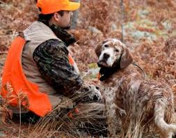 Find english setters for sale on oodle classifieds. Decoverly Kennels English Setters Home Facebook