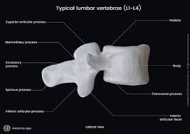 Image result for Lumbar vertebrae