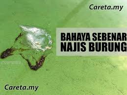 Buat sebagian orang, tahi lalat di wajah atau di tempat lain di bagian tubuh nggak berart. Najis Burung Fakta Atau Mitos Ia Merbahaya Untuk Cat Kereta Anda Careta