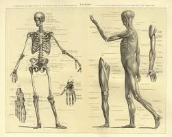 اسماء عضلات الظهر | muscle diagram, muscle anatomy, body muscle anatomy : Human Anatomy Skeleton And Muscles Of The Body 15239543