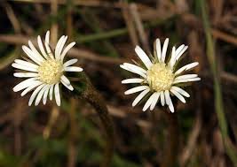 Image result for Gerbera piloselloides