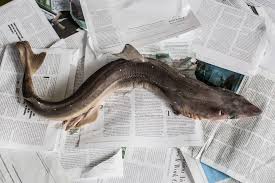 Find 7,536 tripadvisor traveller reviews of the best fish taco and search by price, location, and more. Hello Dogfish When A Shark Becomes A Tasty Taco And A New Livelihood For Fishermen The Salt Npr