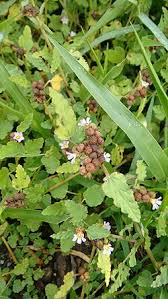 Image result for Melochia corchorifolia