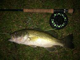 Nighttime Fly Fishing Fly Fishing Fish Largemouth Bass