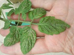 What causes tomato leaves to turn white? Dark Spots On Tomato Plants Cromalinsupport