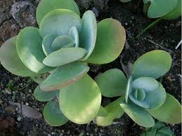 Image result for Kalanchoe thyrsiflora