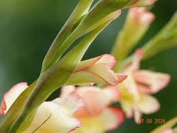 Image result for Gladiolus dalenii