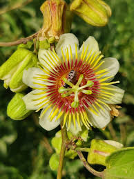 Image result for Rhynchosia holosericea