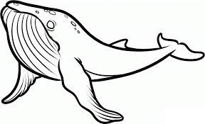 Push pack to pdf button and download pdf coloring book for free. Free Printable Killer Whale Coloring Pages For Kids Animal Place