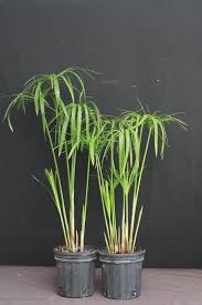 Image result for Cyperus sp.no.4