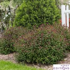 Image result for Spiraea x bumalda ´Crispa