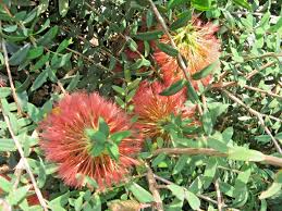 Image result for Melaleuca hypericifolia