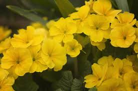 Winter Jasmine Elegant Chinese Flower Welcomes The Coming Of Spring Cgtn If well watered and fertilized, jasmine is easy to grow in a home flower garden. winter jasmine elegant chinese flower