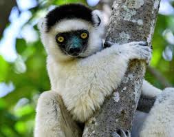 Paula Segarra - ANTO