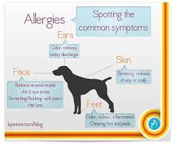 Dogs Are More Prone To Seasonal Allergies Than Most Pets The Average Dog Has 200 To 250 Million Receptors In Their Nose Pet Allergies Dog Allergies Allergies