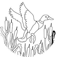 Duckcolorsheets The Mallard Is A Wild Dabbling Duck That Is Native To The Northern Coloring Pages Duck Pictures Animal Coloring Pages
