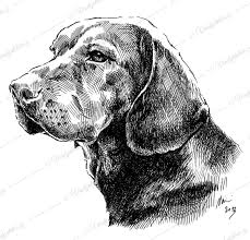 Image result for alpský brakýř jezevčíkovitý