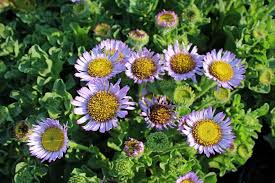 Image result for Erigeron steudelii