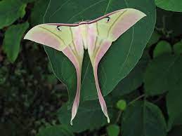 Actias Selene Luna Moth Moth Moon Moth