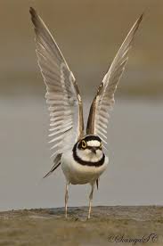 Grey Bird With White Stripes On Wings 