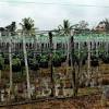 Tanah yang digunakan 100% kompos dengan sedikit baja organik yg dibeli di nurseri (8:8:8 3 mgo + te & ha.) 1