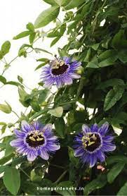 Top 10 Pergola Plants To Grow In Your Pots Climbing Flowers Flowering Vines Beautiful Flowers Garden