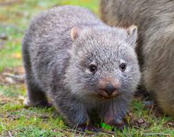 Image result for Common wombat