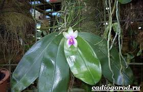 Oggi vedremo insieme come realizzare all'uncinetto un fiore di orchidea! Phalaenopsis Di Fiori Al Coperto Come Prendersi Cura Dell Orchidea Phalaenopsis