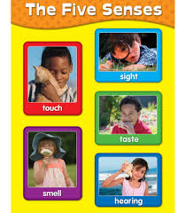 Free 5 Senses Download Free Clip Art Free Clip Art On