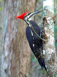 Birds Of Central Florida A Redheaded Woodpecker In Central Florida Wildlife Habitat Habitats Wildlife