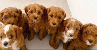 🎄 Looking to add a new 🐾 member to your family this Holiday Season? Meet Leo,  Plato, Roxie , Zaxton, Larson, and Princess! 🎁 This adorable litter of  Medium F1B Bernedoodles is