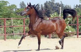 الخيول العربية أصالة وجمال ورشاقة صور بوابة الأهرام Horses Arabian Horse Arabians